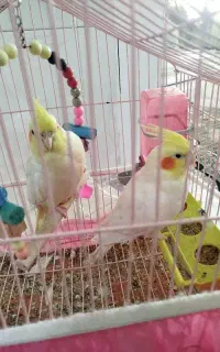 عروس هلندی