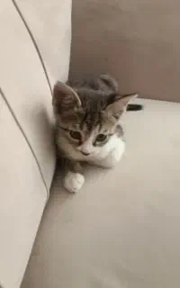 بچه گربه