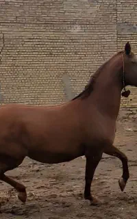 مادیان
