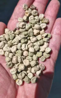 بذر نخود فرنگی تناژ بالا خریداریم