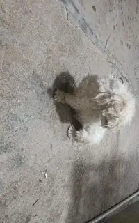 سگ  نر