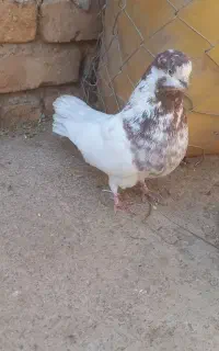 کفتر نهاوند