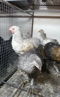 8 عدد مرغ و خروس برهما فقط ۹ تومن