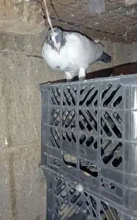 کبوتر
