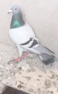دوبر