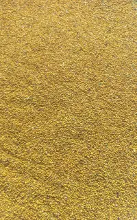 فروش بذریونجه درجه یک