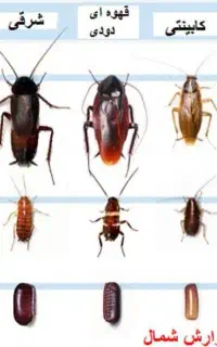 سمپاشی و کنترل افات بهداشتی ( سوسک ساس ...