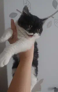 بچه گربه نژاد پرشین