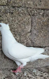 کبوتر سفید کاکلی ماده