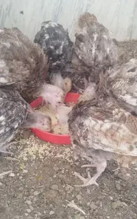 بوقلمون