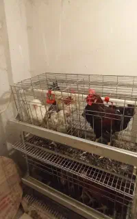 مرغ و خروس هفت ماهه