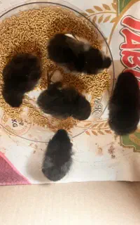فروش شش عدد جوجه گلین خال سوزنی