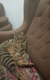 گربه نژاد دش