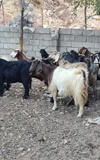 بز .