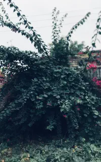 فروش گل