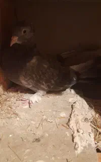 کبوتر معاوضه