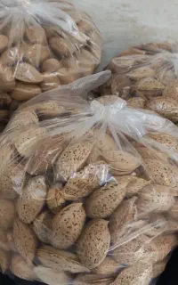 بادام سنگی