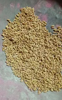فروش گندم