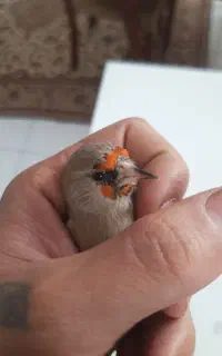 سهره