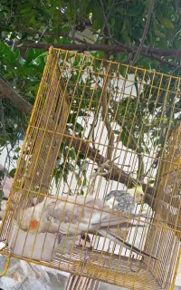 عروس هلندی
