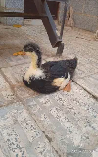 اردک سه ماهه