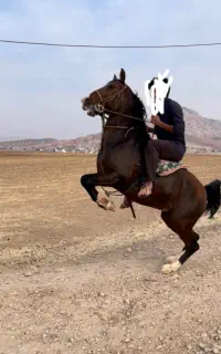 اسب کورد. ۳ ساله