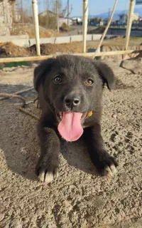 واگذاری توله سگ همراه با شناسنامه