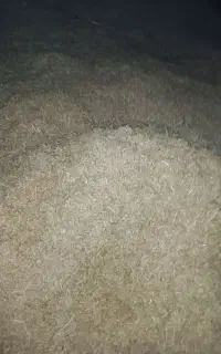 کاه گندوم