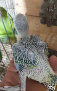 جوجه طوطی ملنگو