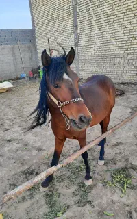 اسب