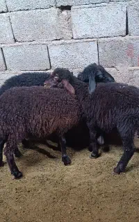 گوسفند بره ماده