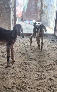 دو تا کهره نر ماده شیری
