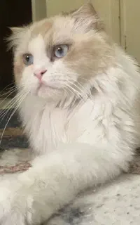 گربه رگدال نر با اصالت نژاد دار
