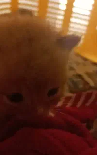 دوتا بچه گربه رایگان