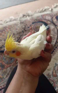 جوجه سرلاکی عروس هلندی