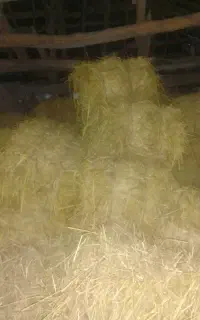 سرچینا