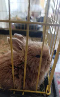 خرگوش مینیاتوری