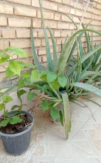 گل یاس رازقی
