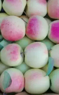 نهال بادام گردوگلابی سیب انارپسته میوه خاص آرش