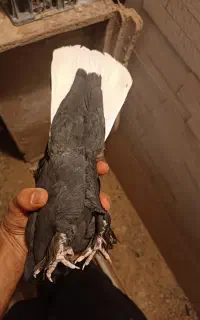 کبوتر کفتر  دمسفید