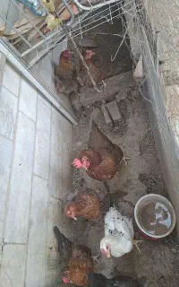 ۵ عدد مرغ تخمگذار