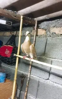 کفتر
