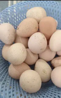 تخم شاخدار نطفه دار
