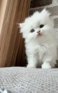 واگذاری توله پرشین سلطنتی چشم دو رنگ