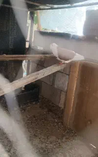 کبوتر پلاکی و بهبهانی