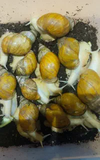 حلزون پیش مولد