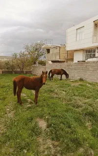 اسب و کره