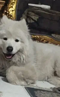 نیازمند سگ سامویید ماده
