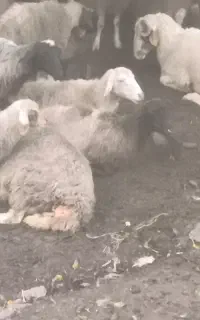 گوسفند زنده