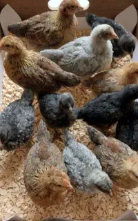 جوجه محلی دوماهه
